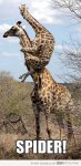 two-giraffes-scared-of-a-spider.jpg