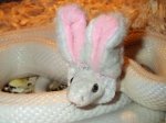 best-exotic-pets-funny-fluffy-white-and-pink-bunny-ears-worn-by-large-white-snake.jpg
