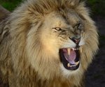 lion-roar-93969.jpg