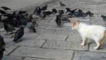 Cat amongst pigeons.jpg