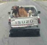 picked-up-camel.jpg