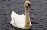 Swan, Lough Ree.JPG