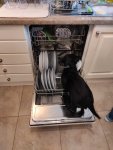 Monty dishwasher.jpg