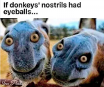 Donkeys.png