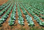 10190104-green-cabbage-in-rows-growing-on-field.jpg.49187408769652c712582d24becb2230.jpg
