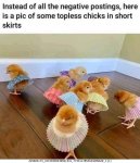 chicks .jpg