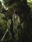 Treebeard.jpg