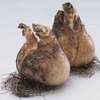daffodil bulbs.jpg